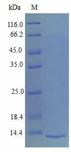 Mouse CXCL4 / PF4 Protein (Recombinant)