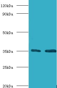 TFIIB Antibody (Biotin)