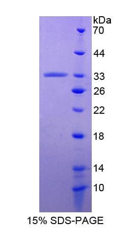Horse APOA1BP Protein (Recombinant His-S)