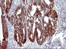 EPCAM Antibody (clone OTI1H9)