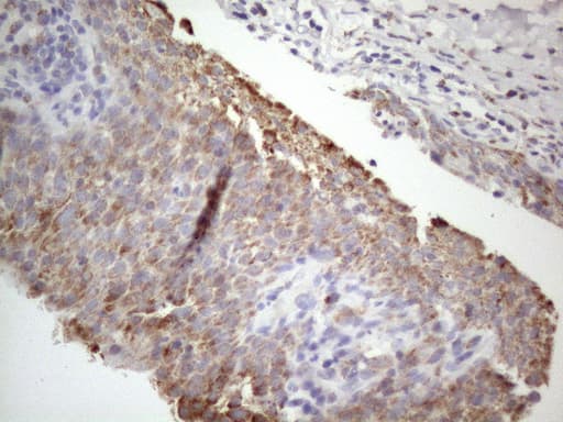 STOML2 Antibody (clone OTI1G6)