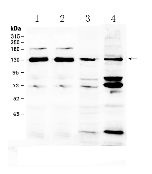 Polyclonal Rabbit anti-Human NCKAP1 / NAP125 Antibody (WB)