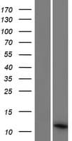 Human PCOTH Protein (Over-Expression Lysate Myc-DDK (Flag))