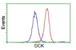 DCK / Deoxycytidine kinase Antibody (clone OTI3F5)