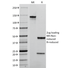 TROP2 / TACSTD2 Antibody (clone TACSTD2/2152, Azide-free, BSA-free)