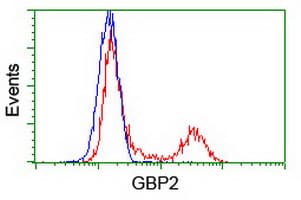 GBP2 Antibody (clone OTI4E5)