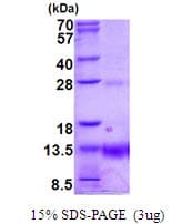 Human POLR2K Protein (Recombinant His)