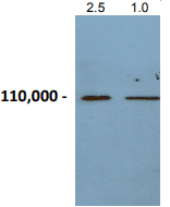 CHGB / Chromogranin B Antibody