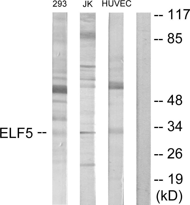 IHC-plus™ Polyclonal Rabbit anti-Human ELF5 Antibody (aa191-240, IHC, WB)