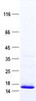 Human MAP1LC3B2 Protein (Recombinant His, N-Terminal)
