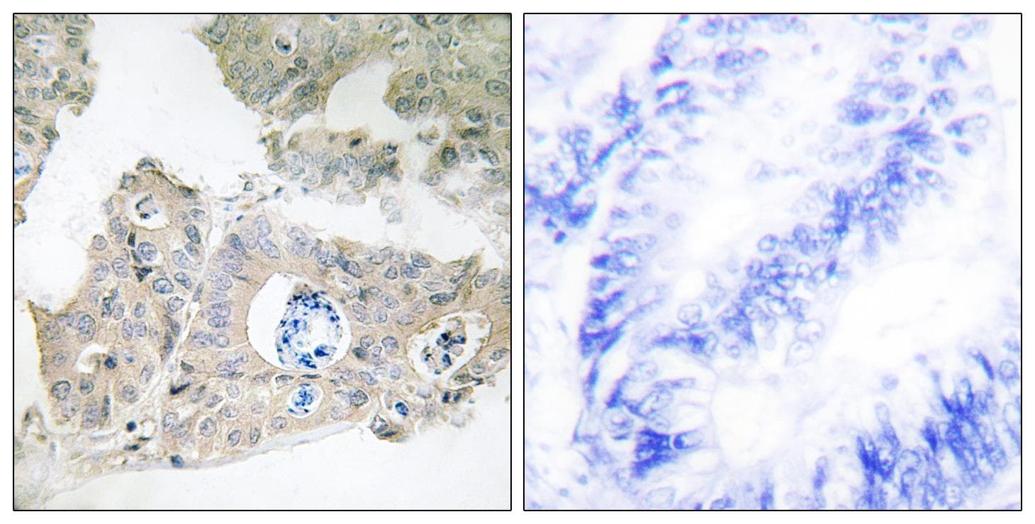 FSP27 / CIDEC Antibody