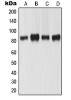 MLH1 Antibody (Internal)