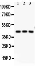 CREB1 / CREB Antibody (aa1-177)