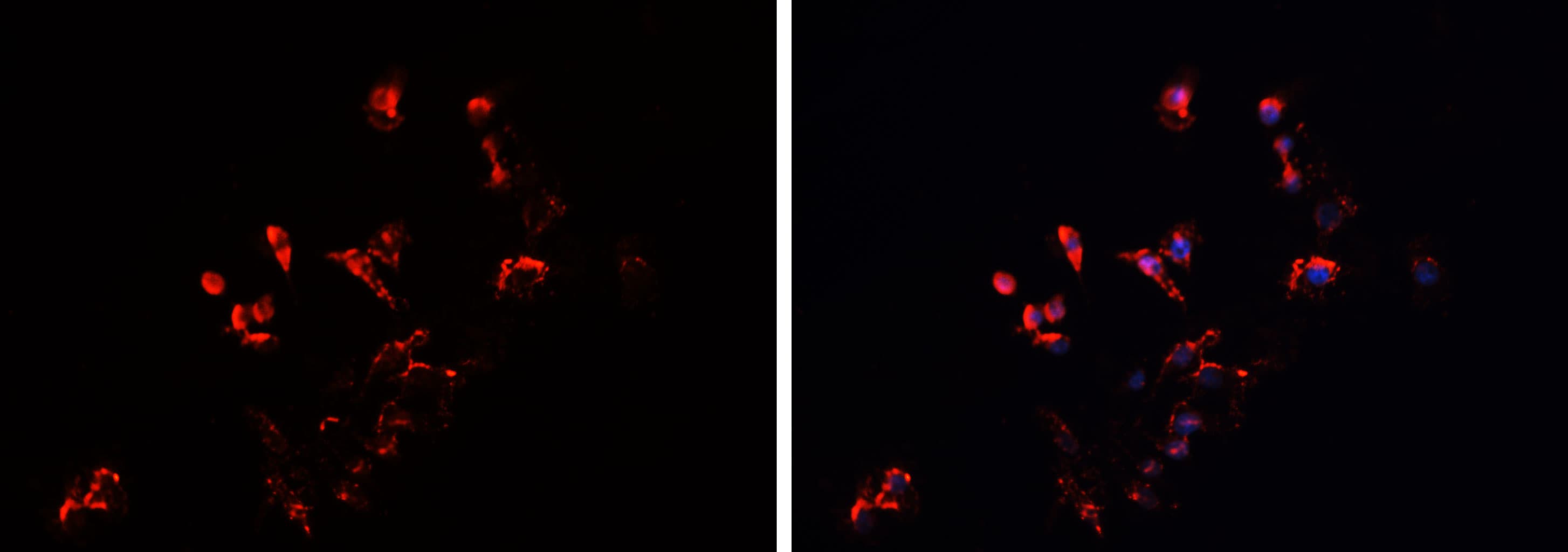 IMMP2L Antibody