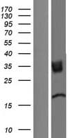TMIGD2 Protein (Over-Expression Lysate Myc-DDK (Flag))