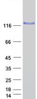 Human EIF2AK3 / PERK Protein (Recombinant Myc-DDK (Flag))