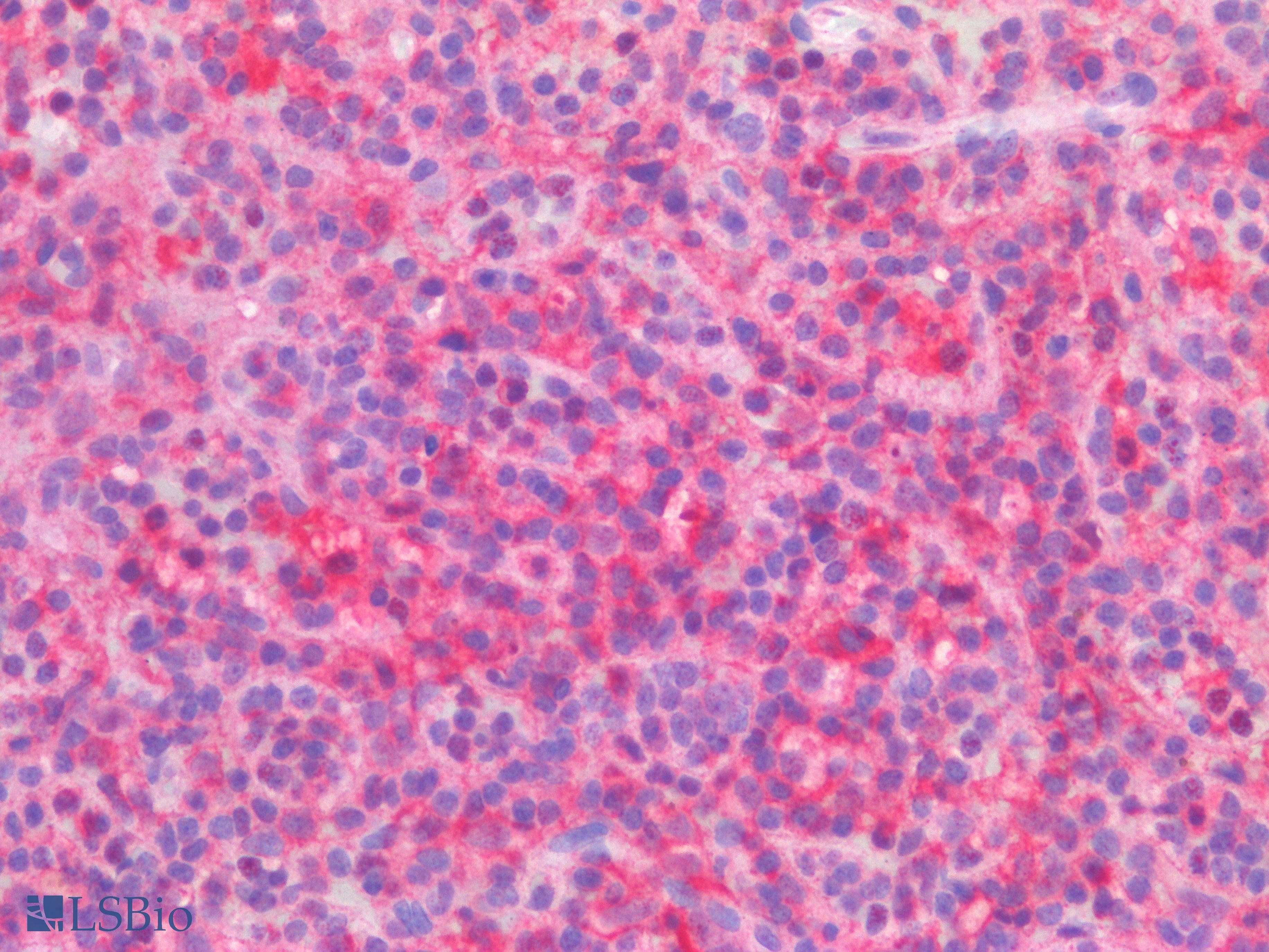 PathPlus™ CD300A Antibody
