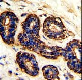 Polyclonal Rabbit anti-Human BEST2 / Bestrophin-2 Antibody (aa374-403, IHC, WB)