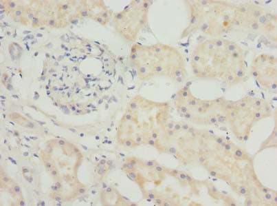 BEND7 Antibody