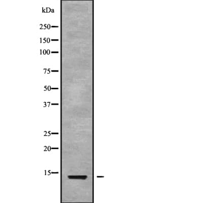 BLC / CXCL13 Antibody