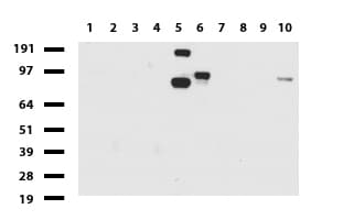 FOLH1 / PSMA Antibody (clone UMAB26, Carrier-free)