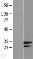 GNPDA2 Protein (Over-Expression Lysate Myc-DDK (Flag))