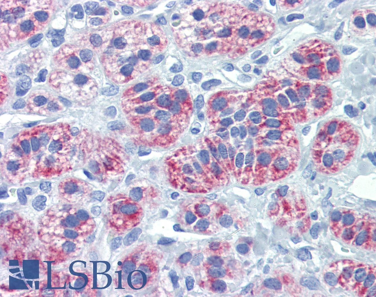 IHC-plus™ DIABLO / SMAC Antibody (clone 79-1-83)