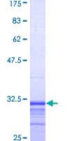 Human CYBB / NOX2 / gp91phox Protein (Recombinant GST, N-terminus)