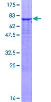 Human OMG / OMGP Protein (Recombinant GST)