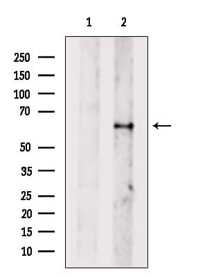 DNAJC11 Antibody