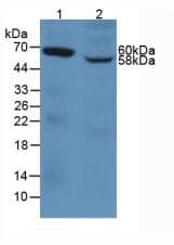 PECAM-1 / CD31 Antibody (aa199-287)