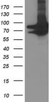 PRMT2 Antibody (clone OTI3A3)
