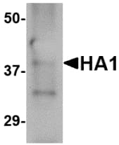 Monoclonal Mouse anti-Virus Influenza A Virus Hemagglutinin Antibody (clone 4E11E1, WB)