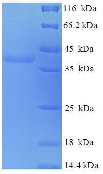 Human MYEF2 Protein (Recombinant His-SUMO)