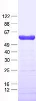 Human ZFP82 / ZNF545 Protein (Recombinant His, N-Terminal)