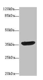 Polyclonal Rabbit anti-Human DNAJB2 Antibody (aa2-324, IHC)