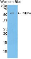 PathPlus™ ATP4A Antibody (aa786-1014)