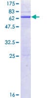 Human HAO2 Protein (Recombinant GST)