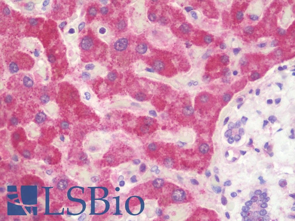 IHC-plus™ PLIN2 / ADFP / Adipophilin Antibody (aa186-214)