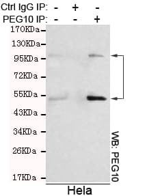 EDR / PEG10 Antibody