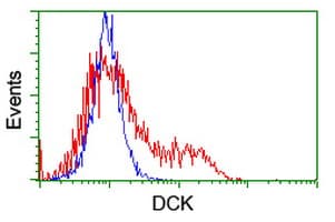 DCK / Deoxycytidine kinase Antibody (clone OTI15E12)