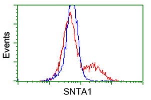 Monoclonal Mouse anti-Human SNTA1 / Syntrophin Alpha 1 Antibody (clone OTI1H10, IF, WB)