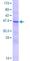 Human MUTED Protein (Recombinant GST)
