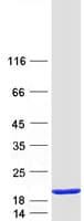 Human EIF5A Protein (Recombinant Myc-DDK (Flag))
