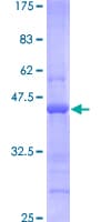 Human BST2 Protein (Recombinant GST)