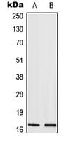 Histone H3 Antibody (Acetyl-Lys9)