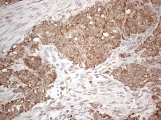 PODXL / Podocalyxin Antibody (aa32-461, clone OTI2C6, Carrier-free)
