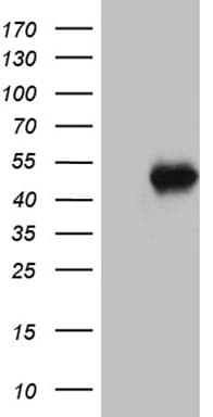 BPOZ / ABTB1 Antibody (clone OTI3G8, Carrier-free)
