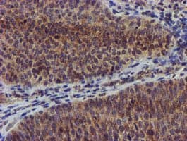 CHCHD5 Antibody (clone OTI4F3)