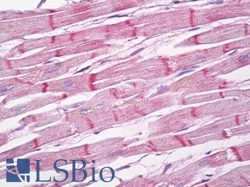 IHC-plus™ SERF1A / SERF1 Antibody